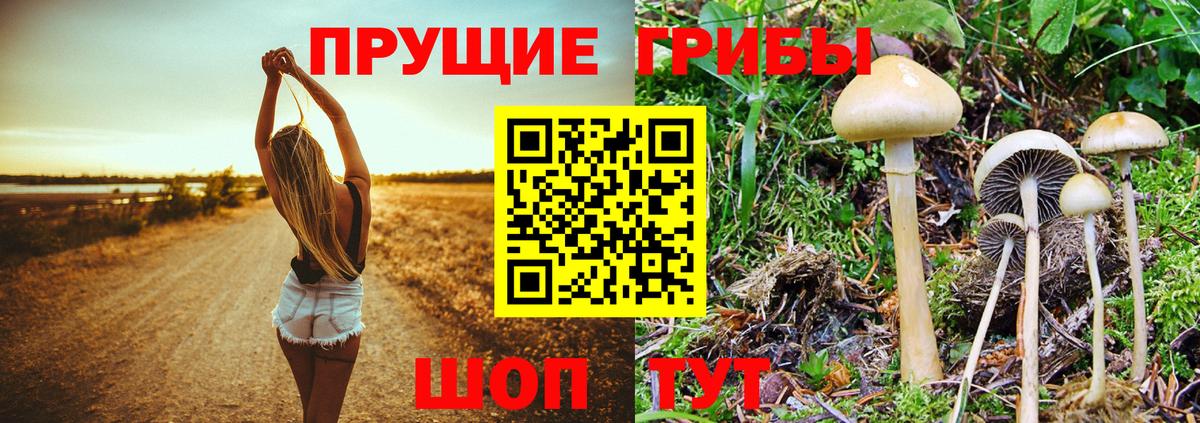 Галлюциногенные грибы Psilocybine cubensis  Вход с VPN  Павлово 